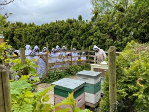 Easter Fraser Valley Club  Learning About Bees Ashley Tyler (credit)   Christina Chowaniec